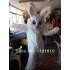 Rabbit Easter Bunny Mascot Costume