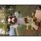 Plush Dog Mascot Costume